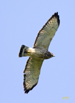 Broad winged Hawk 4201
